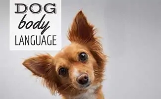 what your dog is telling you