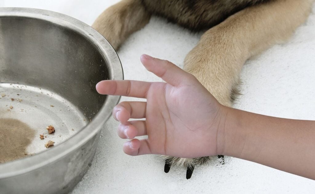 Dog bowl with a kid arm.
