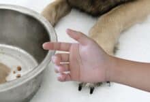 Dog bowl with a kid arm.