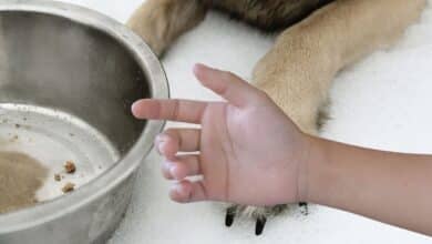 Dog bowl with a kid arm.