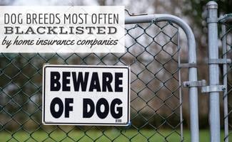 Beware of Dog Sign on Back Yard Fence (Caption: Dog Breeds Most Often Blacklisted By Home Insurance Companies)