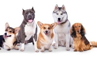 Different sized and breeds of dogs sitting next to each other