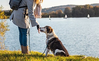 Dog by the lake on a leash with a woman