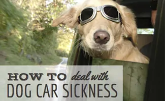 Dog head out car window with goggles (Caption: How to Deal With Dog Car Sickness)