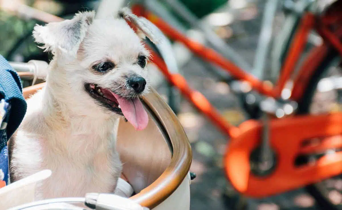 Small white dog riding in dog carrier on bike