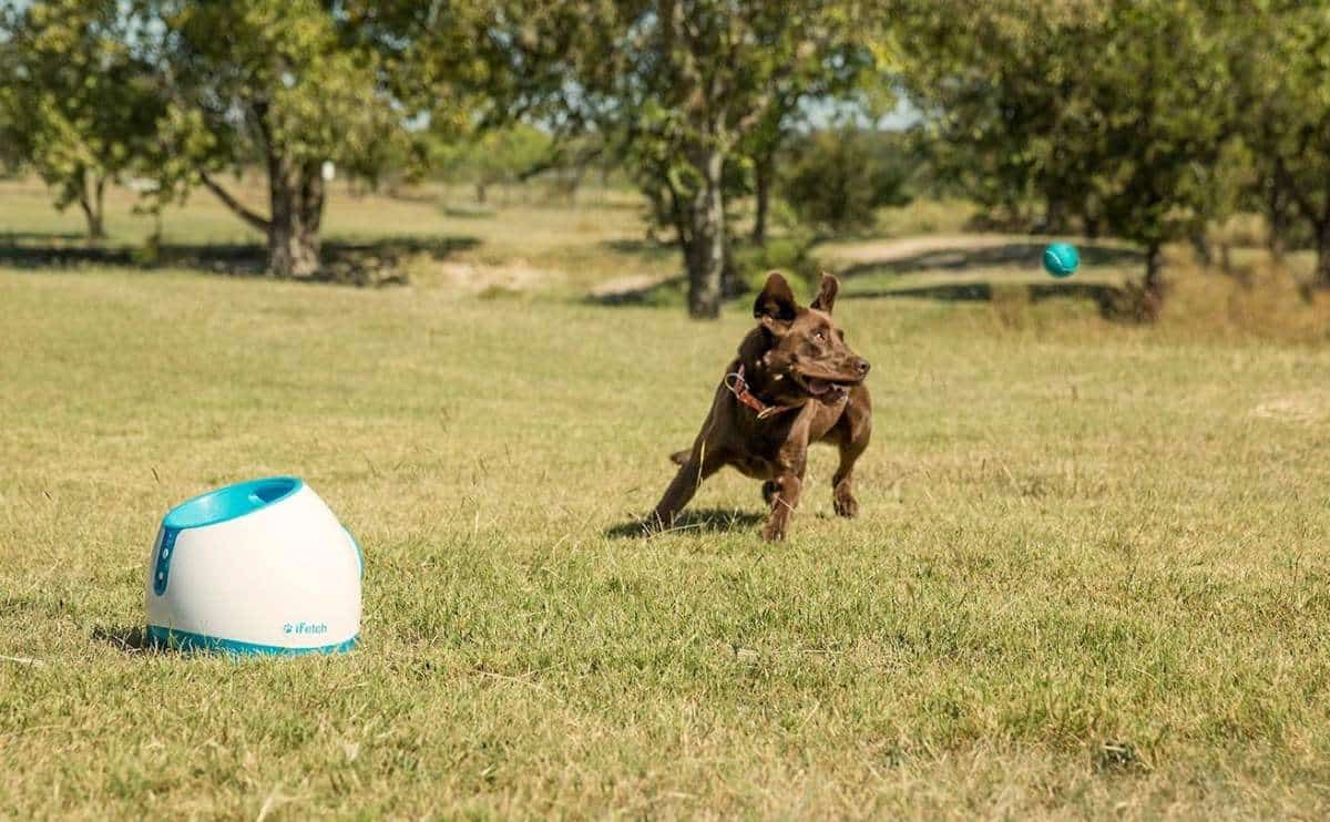 A brown dog chasing ball from automatic dog ball launcher.