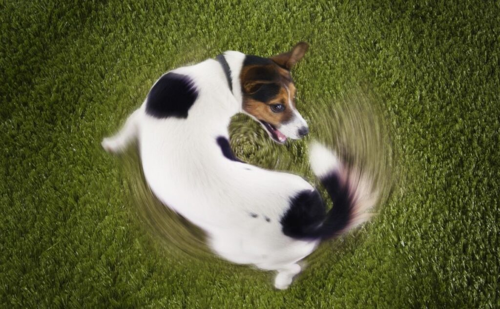 Why Do Dogs Chase Their Tails? Dog chasing tail in grass overhead shot.