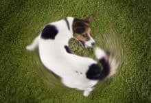 Dog chasing tail in grass overhead shot.