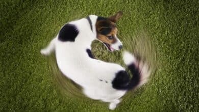 Dog chasing tail in grass overhead shot.