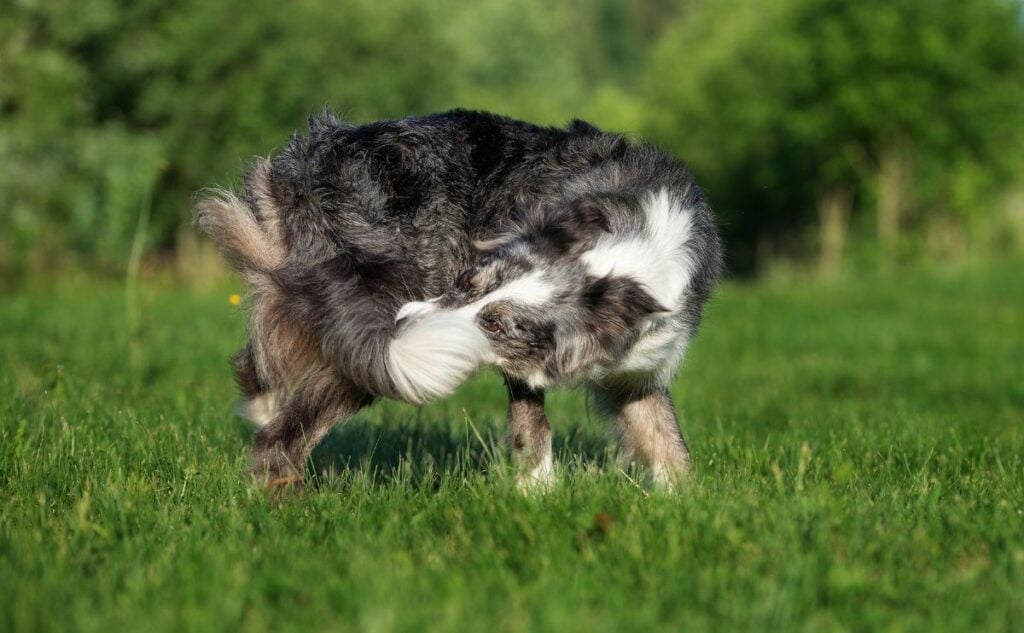 Dog chasing tail outside.