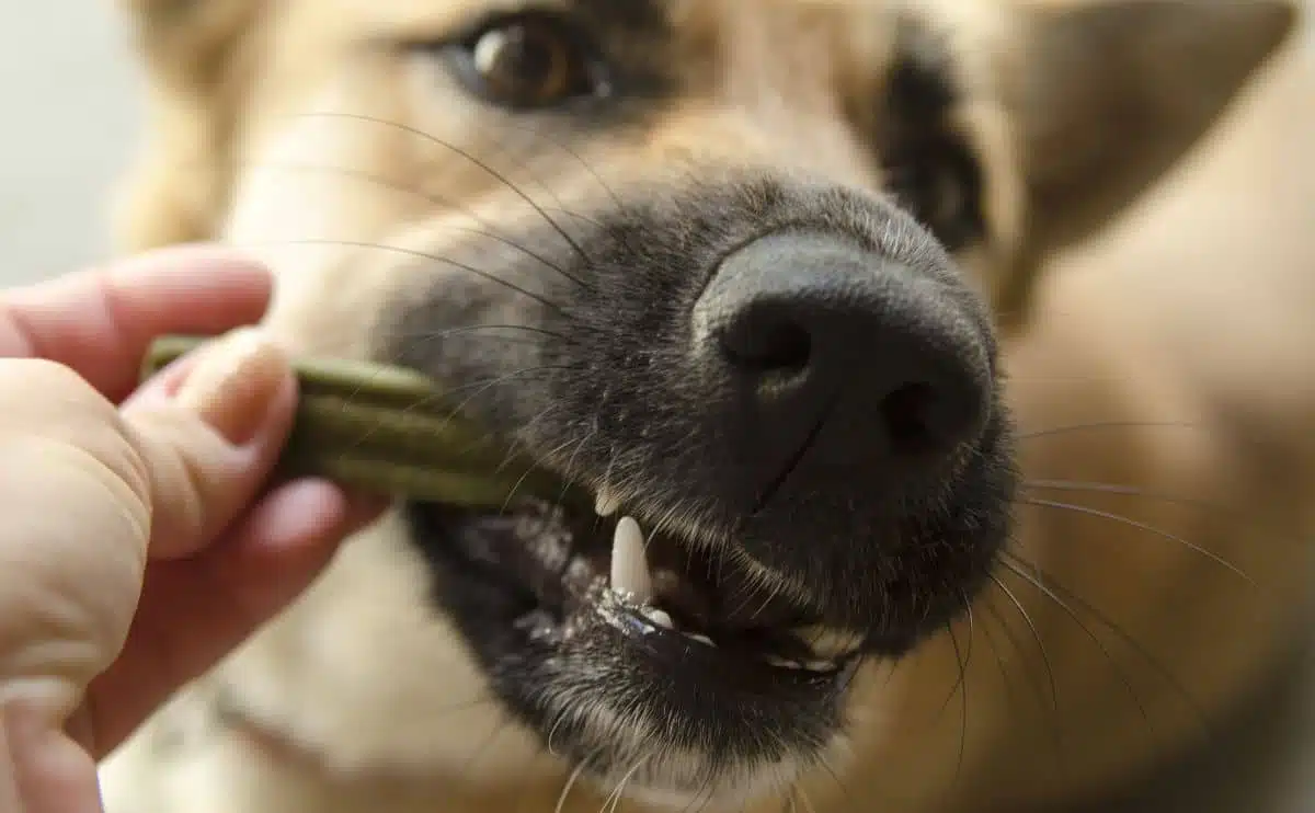 Best Dental Chews For Dogs Teeth Cleaning Treats For Bad Breath