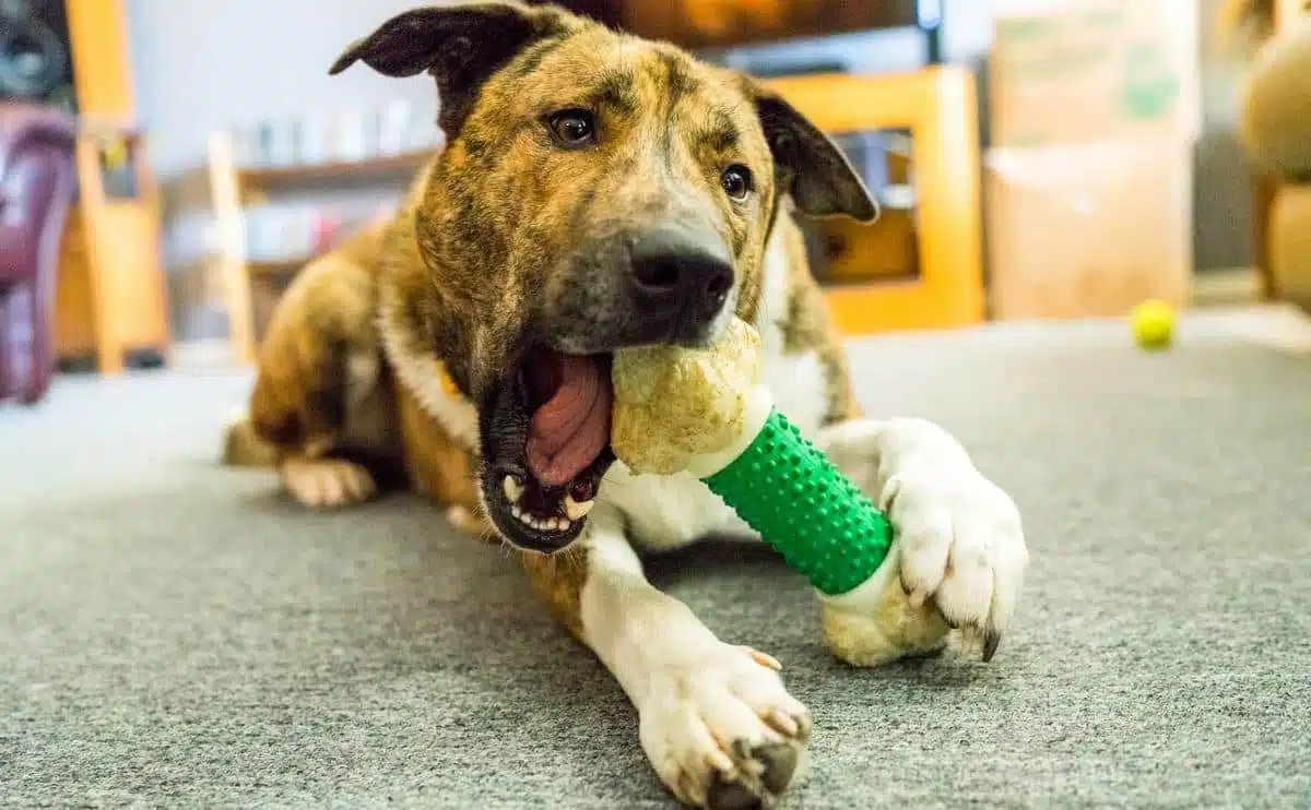 dog chewing on heavy chew toy holding it with paw laying on the ground inside
