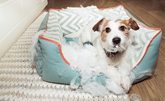 Small dog chewing dog bed with fluff everywhere