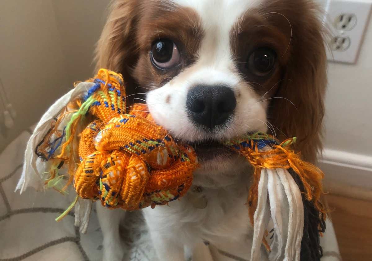Dog chewing up rope toy holding it in mouth.