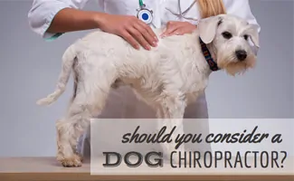 White dog with vet hands on spine (Caption: Should You Consider A Dog Chiropractor?)