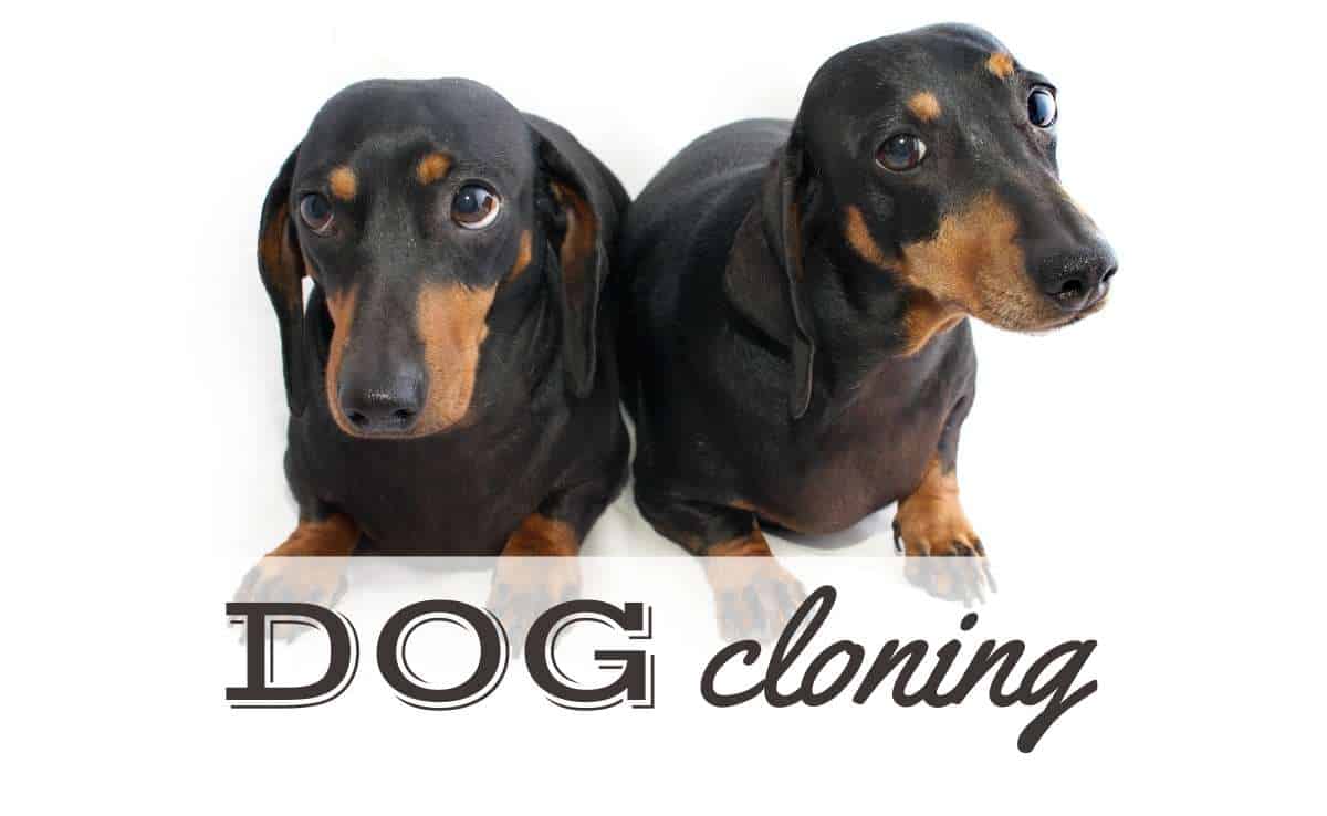 Two identical Dachshund breed dogs sitting side by side (Caption: Dog Cloning)