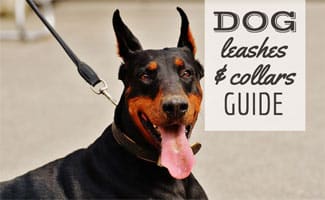 Dog on leash (caption: Dog leashes and collars guide)