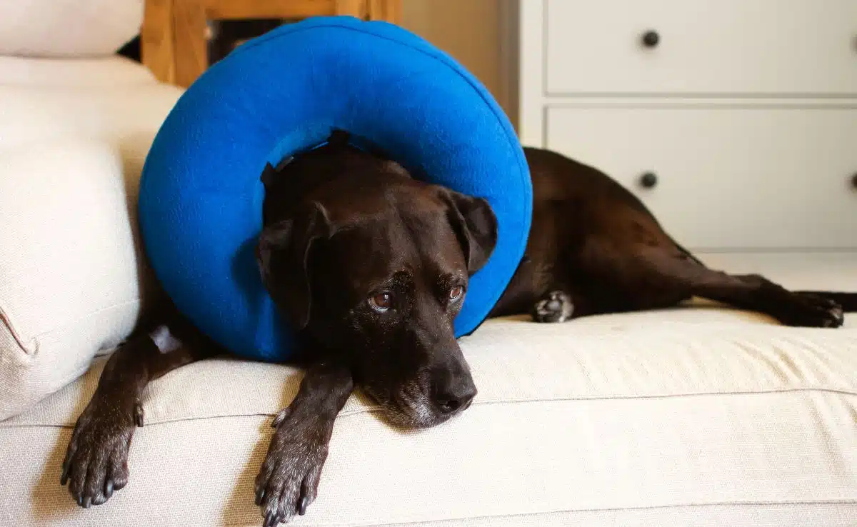Front facing portrait of a brown adult labrador retriever laying on a couch wearing an inflatable collar with soft focused background