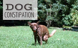 causes for constipation in dogs