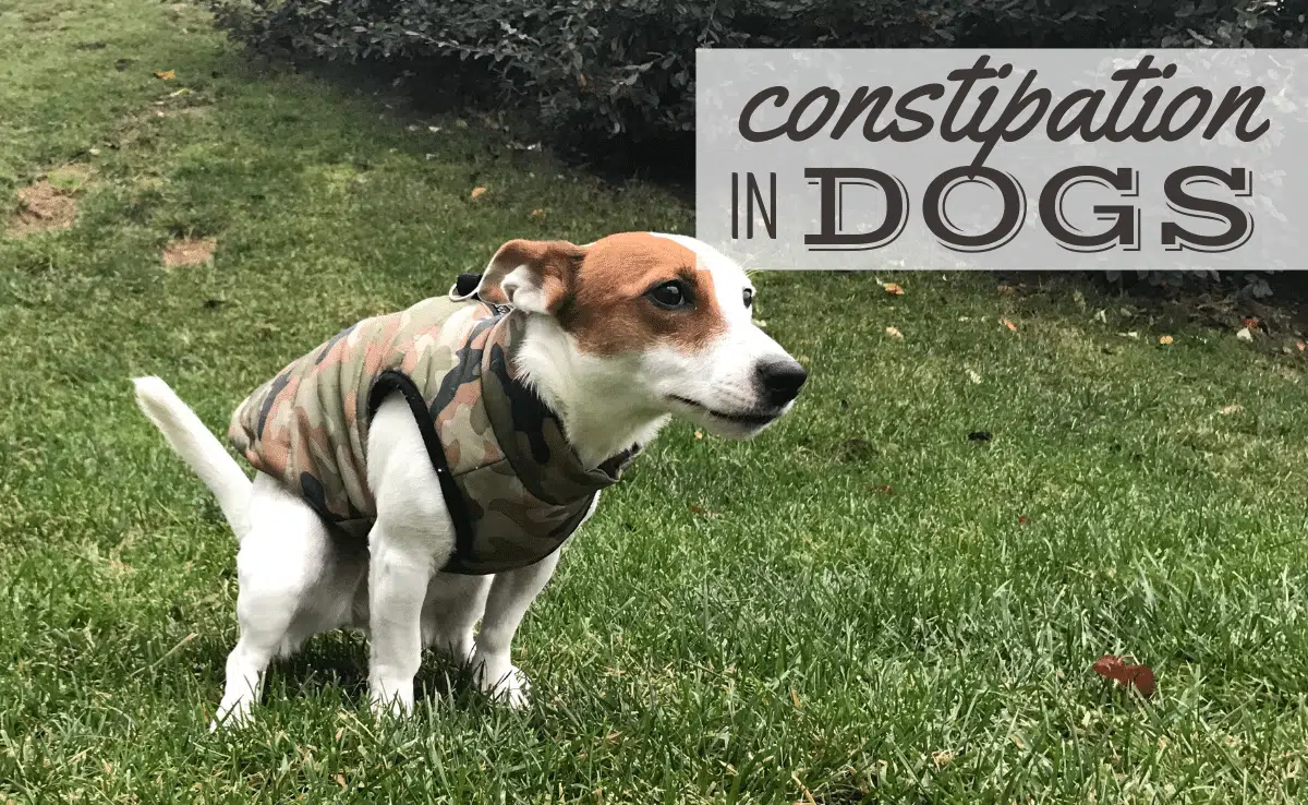 Jack Russell Terrier Puppy struggling to poop (Caption: constipation in dogs)