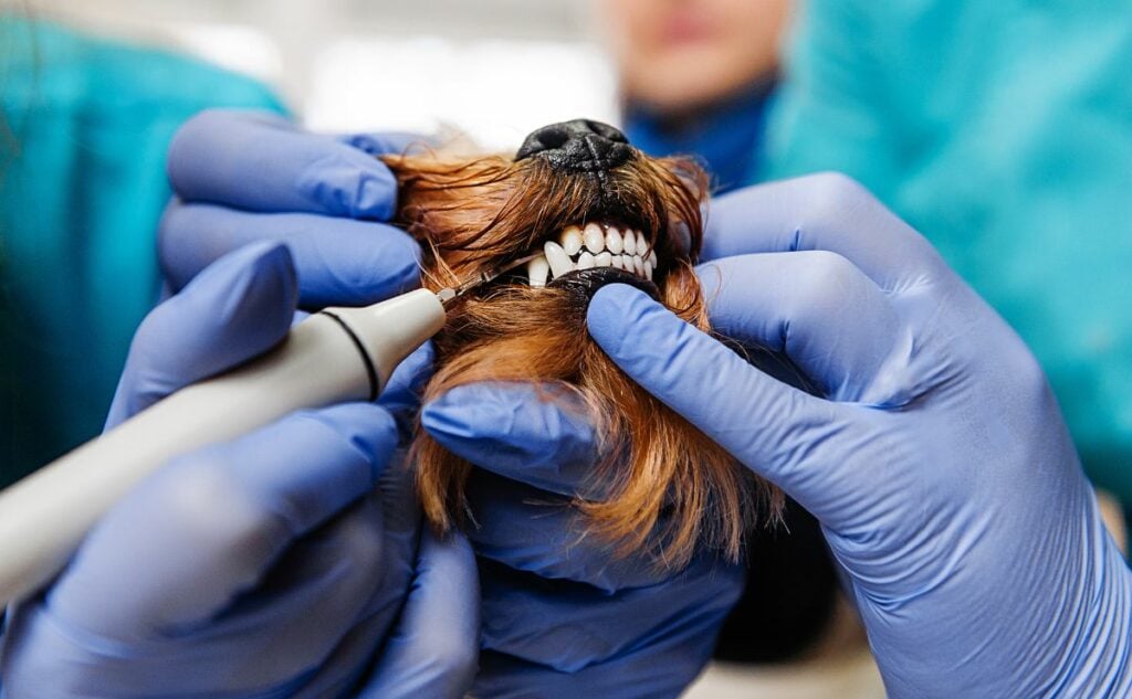 Doctors with gloves on cleaning a dog's tooth with hardware removing the plaque from the dog's teeth