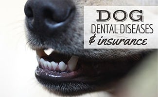 30 Best Images Pet Dental Insurance Only / Does Dog Insurance Cover Dentistry Compare The Market