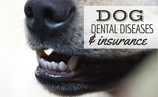 What You Should Know About Dog Dental Insurance 3 dog dental disease and insurance jpg