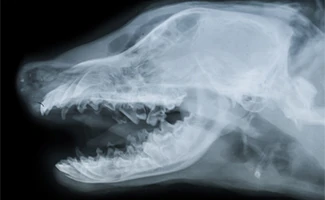 how much is a chest xray for a dog