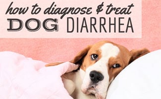 Dog sick on bed (caption: How To Diagnose & Treat Dog Diarrhea)