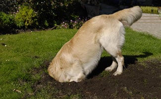 How Do I Stop My Dog From Digging Holes Help Caninejournal Com