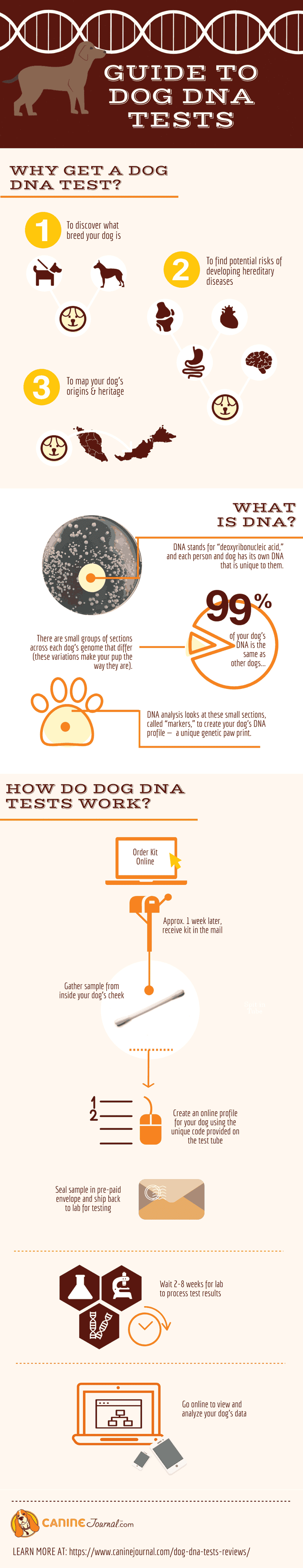 Dog DNA Test Infographic