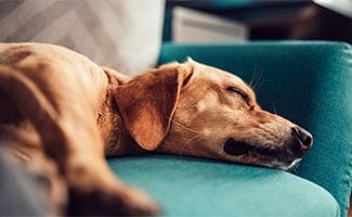 Brown dog laying on green sofa dreaming