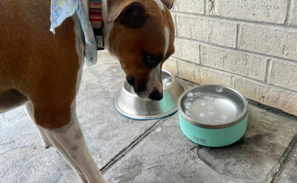 Dog drinking from a Yeti dog bowl outside.