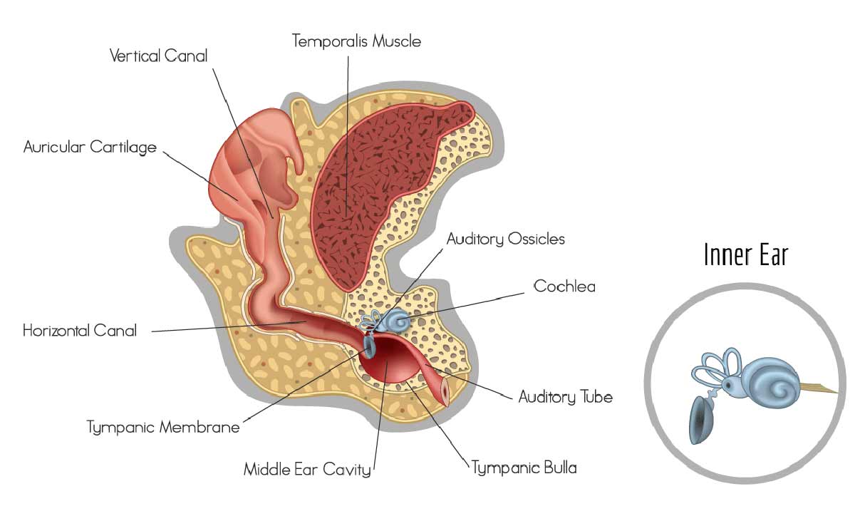 Vector illustration of structure of dog inner ear