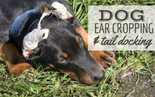 Dog with bandages on ears laying in the grass (Caption: Dog Ear Cropping & Tail Docking)