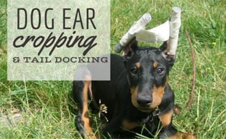 Doberman Ear Cropping Chart