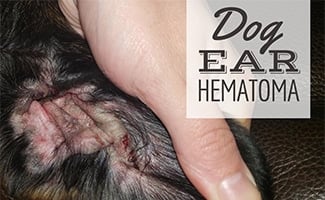 will a hematoma go away on a dogs ear