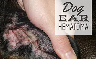 Hand holding dog's ear with hematoma (caption: Dog Ear Hematoma)