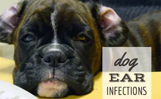 Dog laying with ears flopped open (Caption: Dog Ear Infections)
