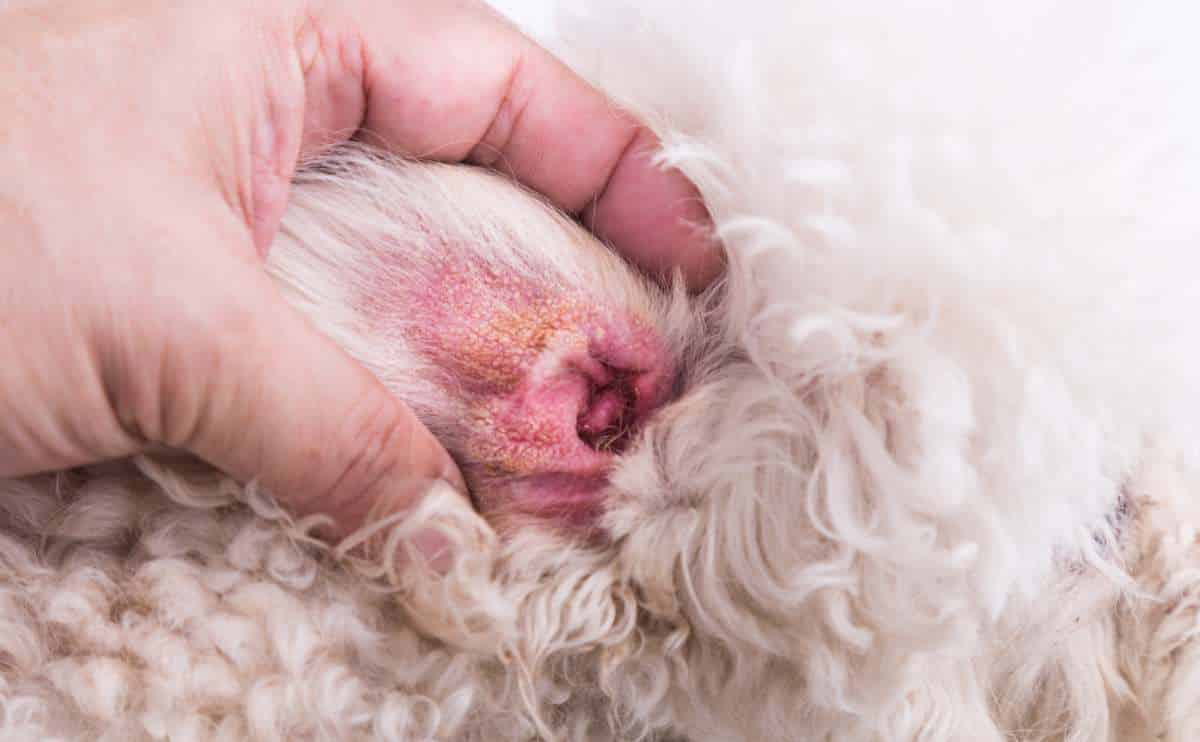 Dog ear up close with hematoma and hand holding ear.