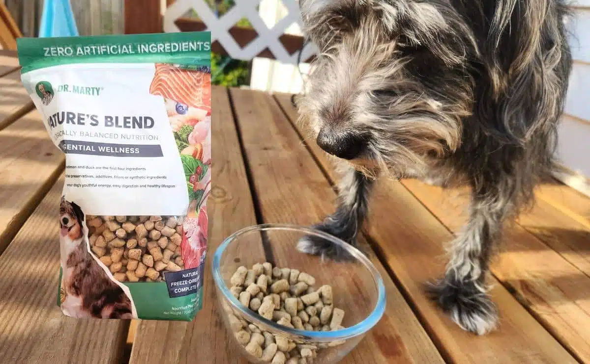 dog eating Dr. Marty dog food on a deck with a bag of food