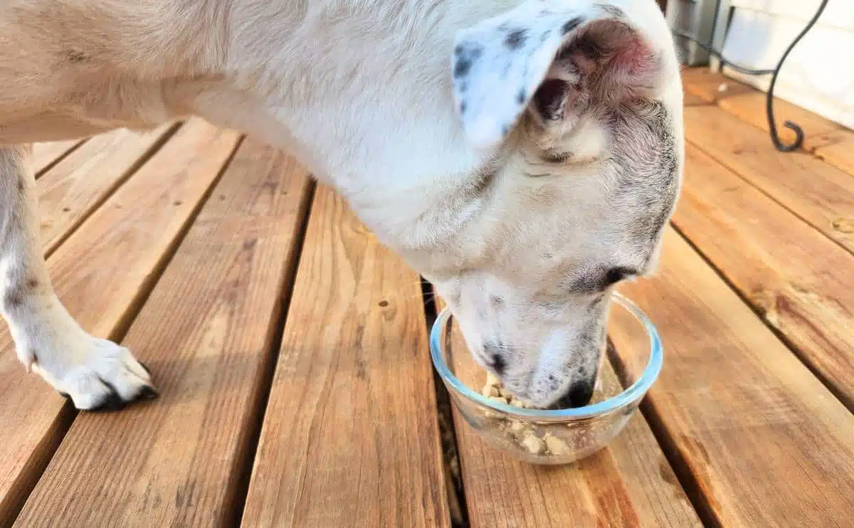 dog eating Dr. Marty dog food on a deck