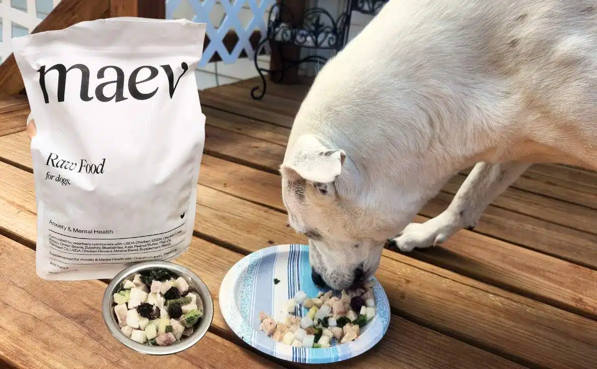 dog eating Maev dog food off plate outside with package on ground next to food