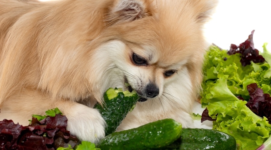 dog eating a pile of cucumbers