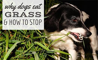 How to stop a puppy from eating grass and dirt