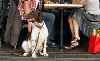 Dog with couple eating in restaurant