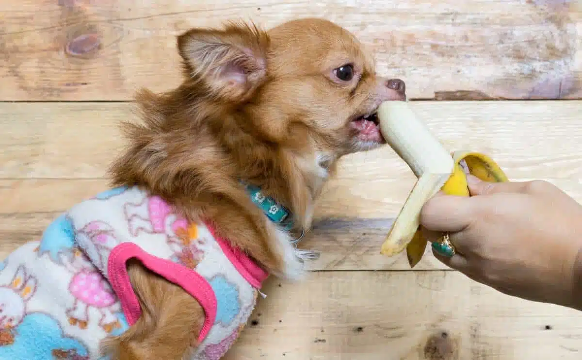 dog eating peeled banana from womans hand