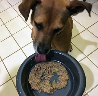 Dog eating PetPlate in bowl