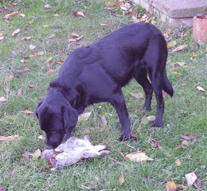 Black dog in grass eating rabbit