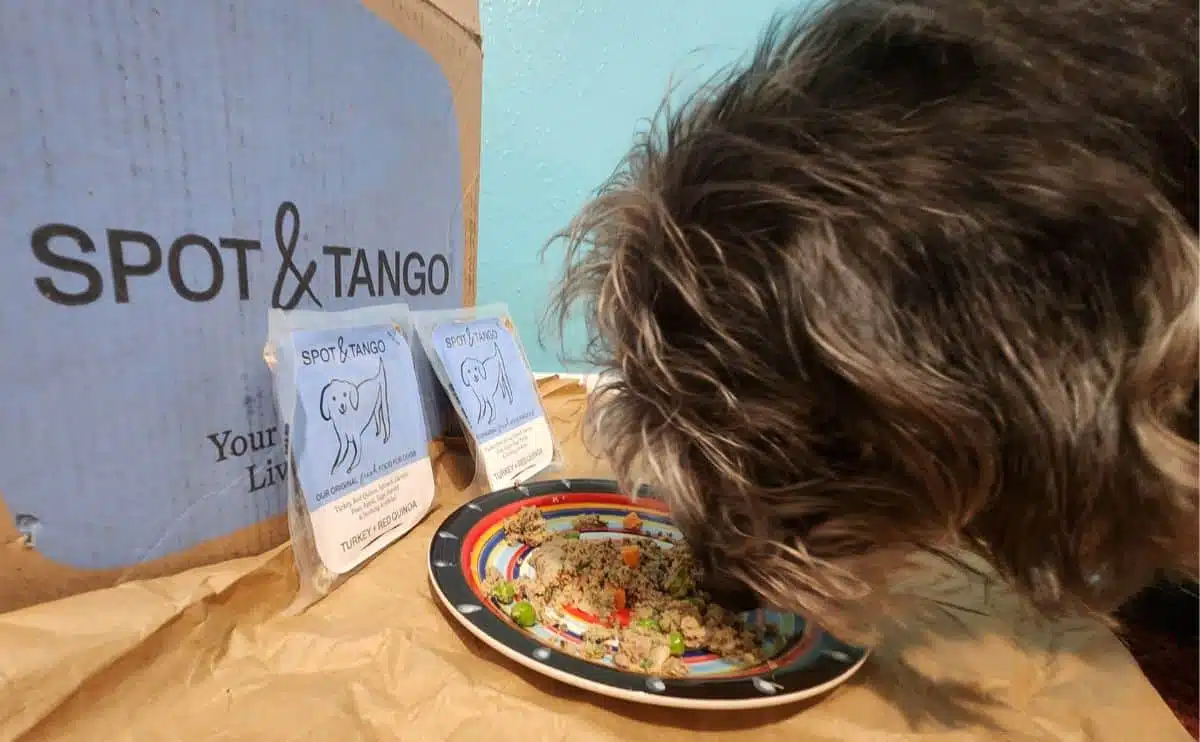 dog eating spot and tango dog food next to box